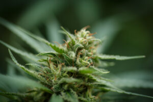 Nicht geringe Menge THC